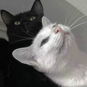 黑人巨大的群交
